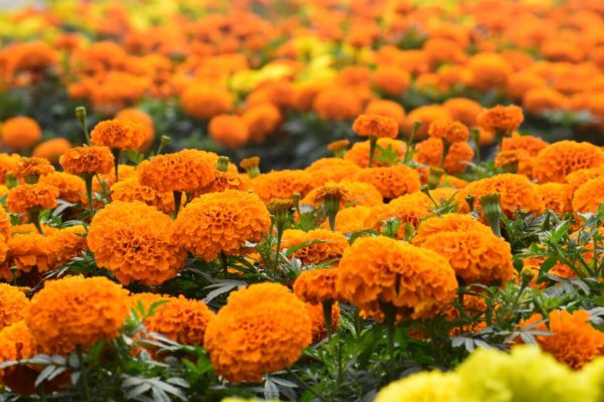 Hoa cúc vạn thọ tượng trưng cho sự trường thọ và vinh quang khi cúng dường tại cúng dường San Phra Phrom