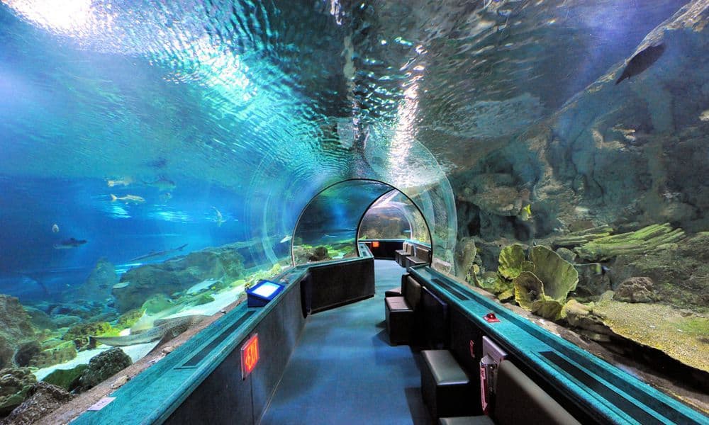 Tại Underwater World Pattaya, bạn sẽ được di chuyển xuyên qua đường hầm kính acrylic trong suốt dài 100m.