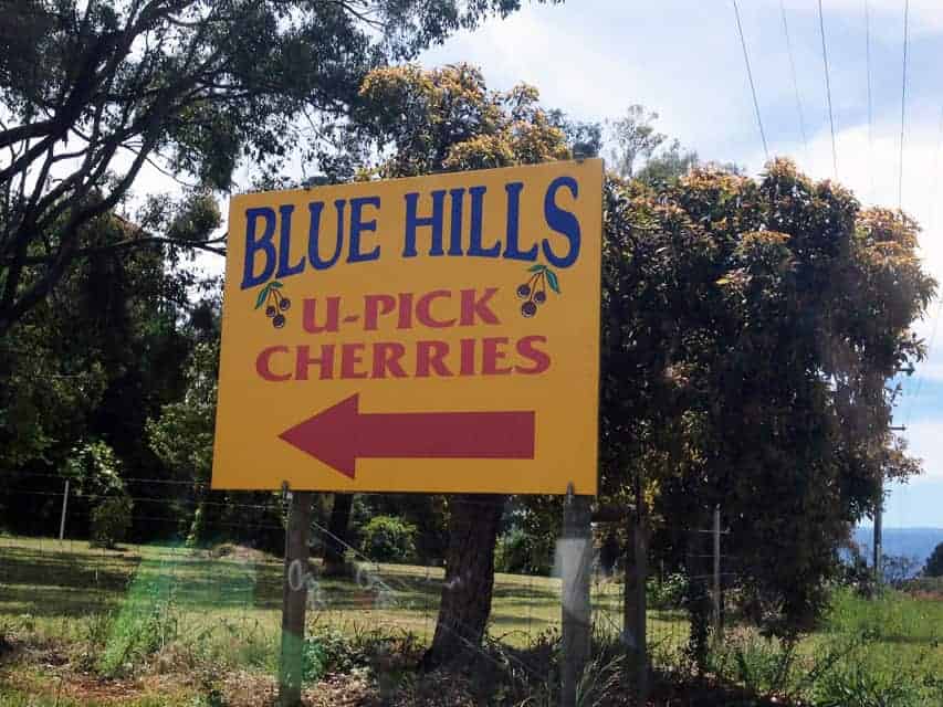 Hái cherry ở Úc