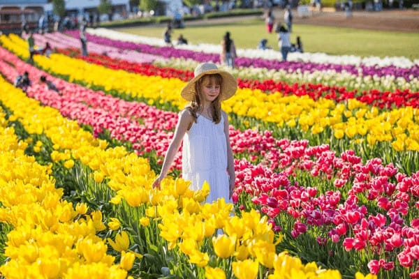 Lễ hội hoa tulip