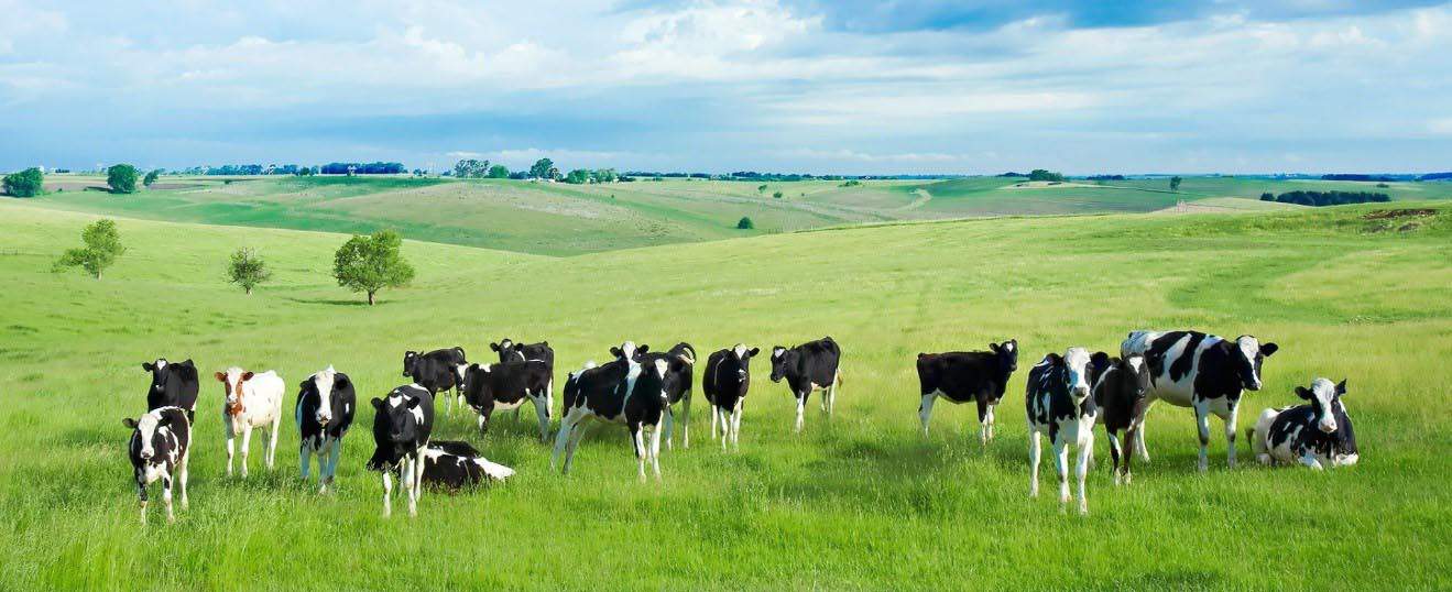 Trang trại bò sữa Úc rộng lớn
