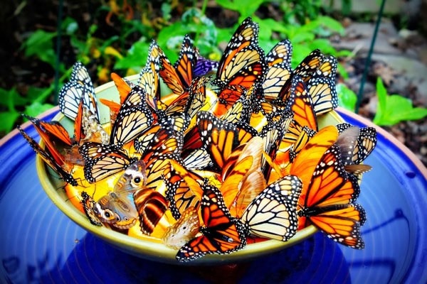 vườn bướm Thái Lan