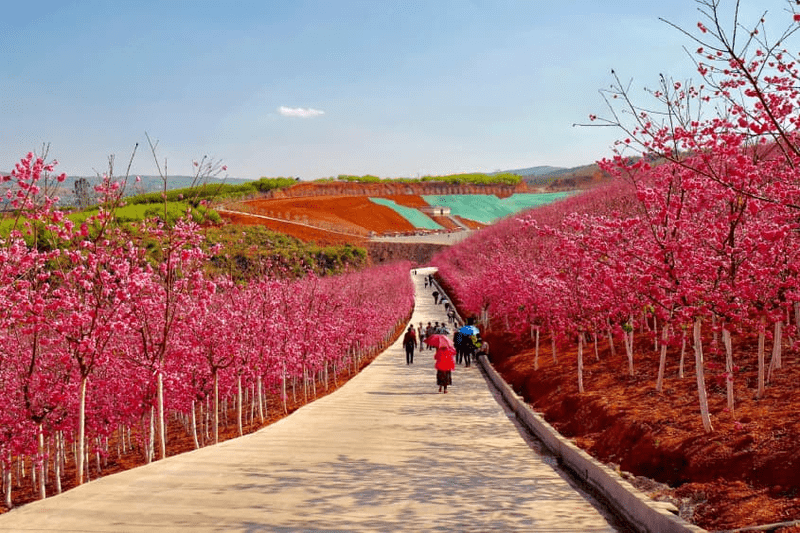 tour côn minh 5 ngày 4 đêm