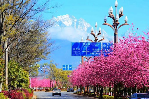 Tour du lịch ngắm hoa anh đào Trung Quốc 2024: Hà Khẩu – Đại Lý – Lệ Giang – Shangrila – Côn Minh