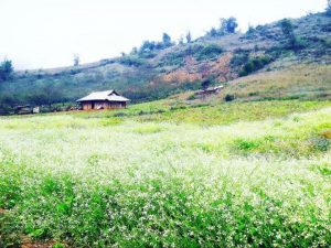 Hà Nội – Cao Nguyên Mộc Châu