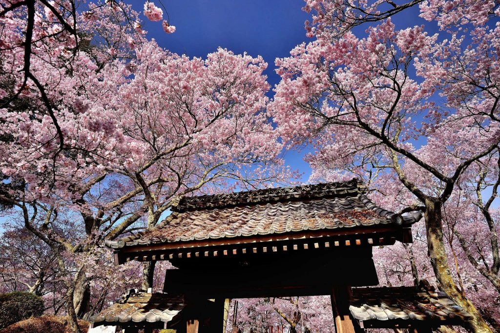 Tour Sakura Nhật Bản 2024 NAGOYA – SHIRAKAWAGO – TAKAYAMA – FUJI – TOKYO bay Vietnam Airlines