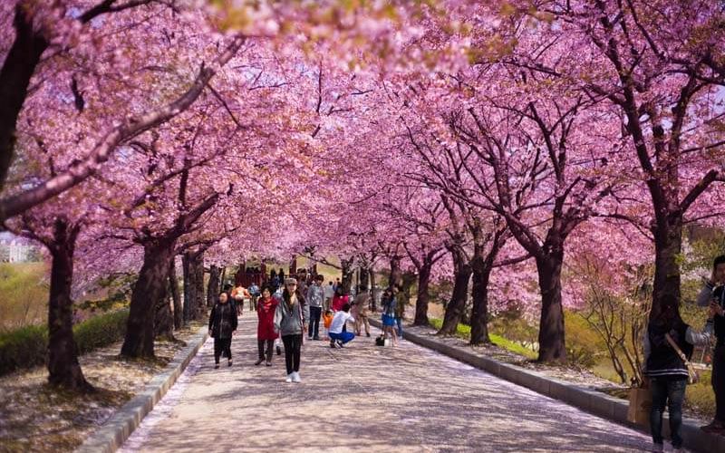 Tour Du Lịch Hàn Quốc Mùa Xuân Ngắm Rừng Hoa Lãng Mạn