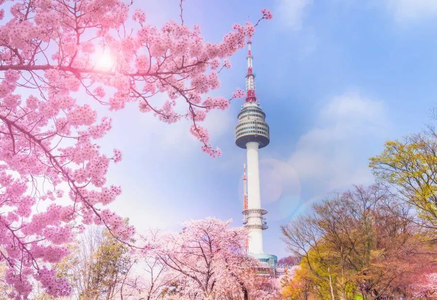 Tour Hàn Quốc Hoa Anh Đào Ngắm Tháp Namsan