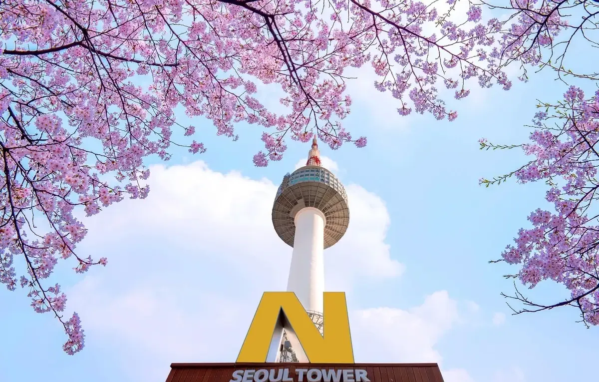 Tour Du Lịch Hàn Quốc Ngắm Hoa Anh Đào Ở Tháp Seoul