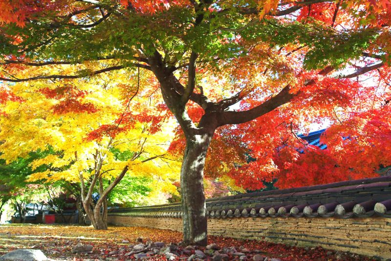 du lịch đảo Jeju tháng 6