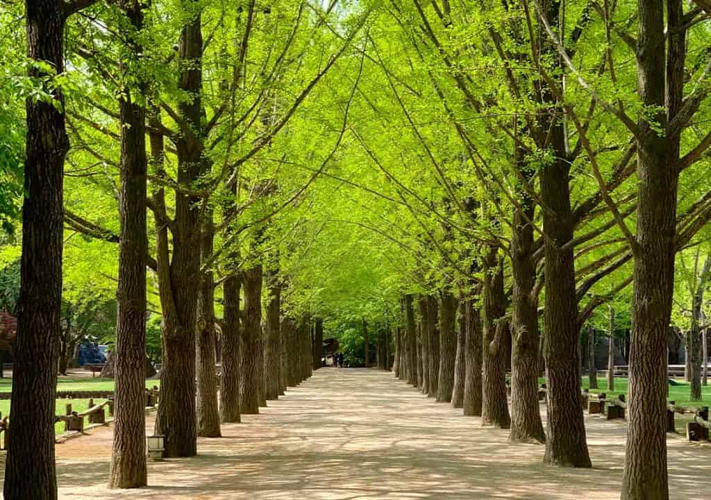 du lịch đảo nami du lịch đảo nami