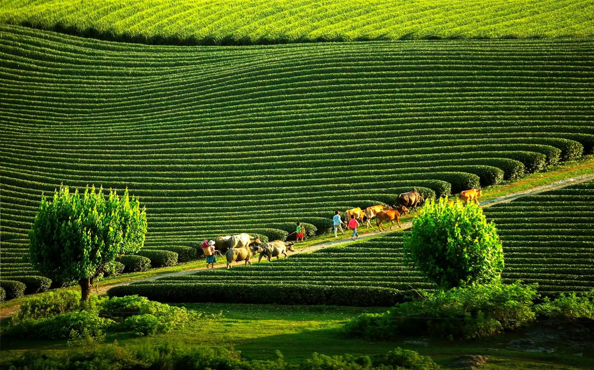 tour tây bắc 5 ngày 4 đêm