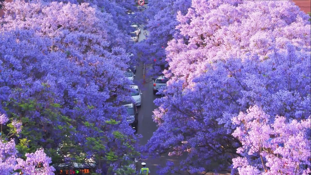 Con đường hoa phượng tím (Jacaranda mimosifolia) tại Côn Minh Con đường hoa phượng tím (Jacaranda mimosifolia) tại Côn Minh