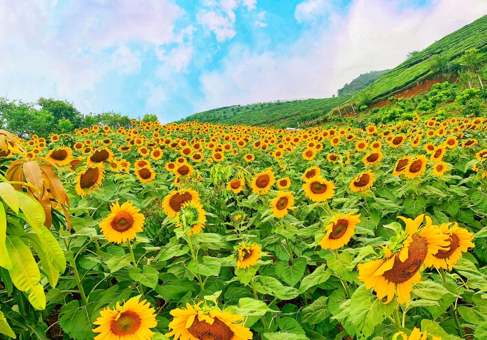 Vườn hoa hướng dương