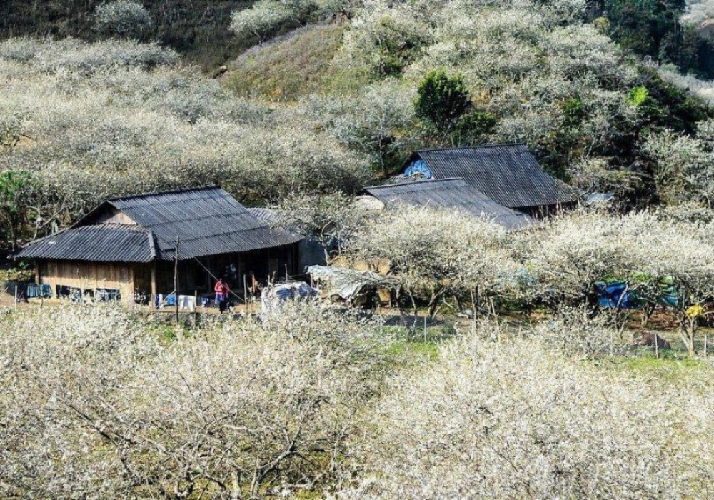 Thung lũng mận Nà Ka