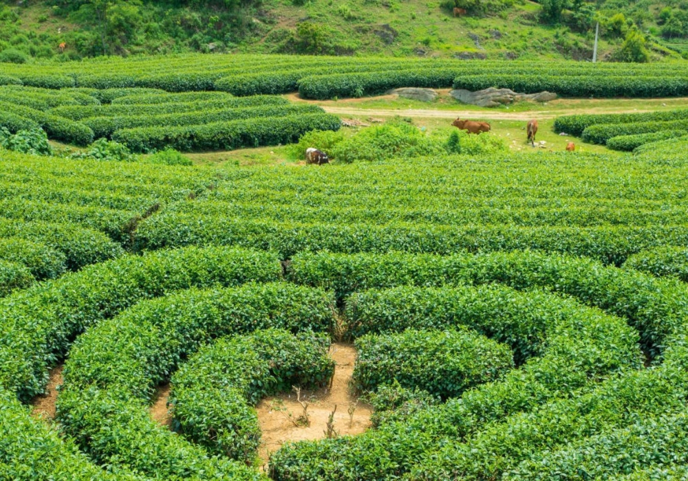 Đồi chè Trái Tim