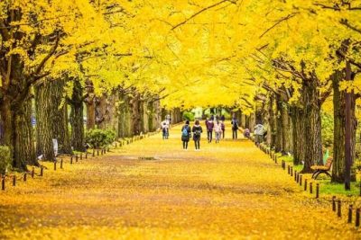 Tour Hàn Quốc Seoul – Nami – Everland – Thư Viện Sách | 5 Ngày 4 Đêm Bay Sun PhuQuoc Airways (SPA)